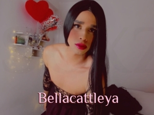 Bellacattleya
