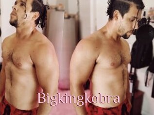 Bigkingkobra
