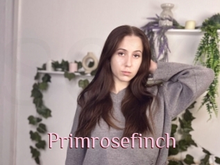Primrosefinch